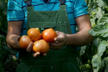 Минсельхоз увеличил квоту на поставки турецких томатов до 200 тыс. тонн